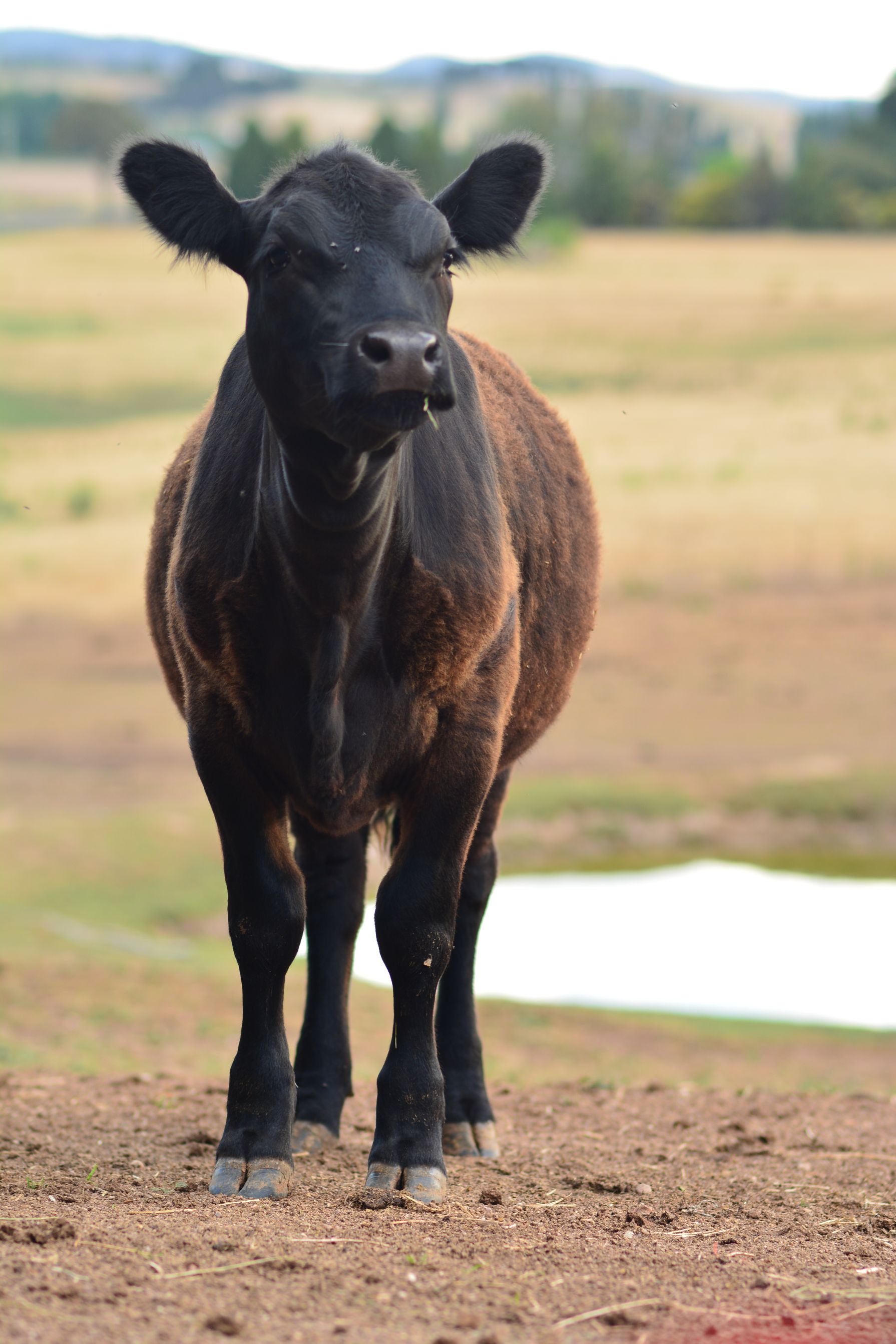 black angus calf